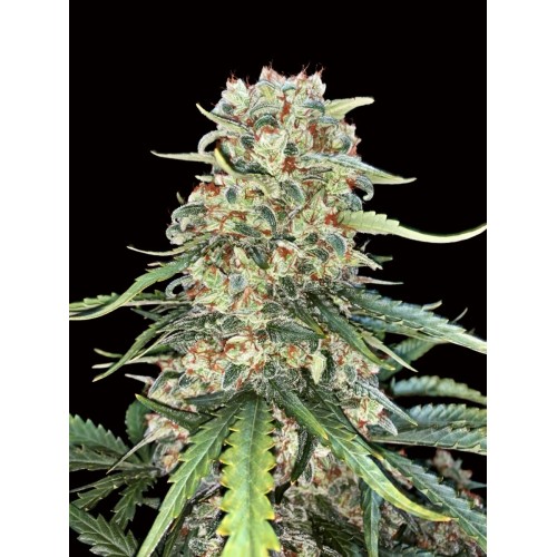 Семена Dutch Bulk Wedding Cake feminized 20 шт. - цены, описание в интернет-магазине Dutch Seeds