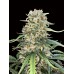 Семена Dutch Bulk Wedding Cake feminized 5 шт. - цены, описание в интернет-магазине Dutch Seeds