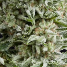 Barneys farm Moby Dick Auto autofeminized