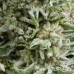 Семена Barneys farm Strawberry Cheesecake Auto autofeminized - цены, описание в интернет-магазине Dutch Seeds