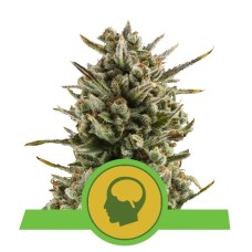 Royal Queen Seeds AMG - Amnesia Mac Ganja feminized