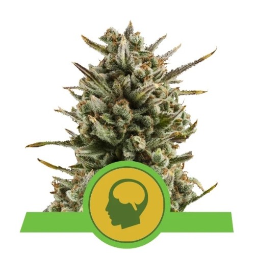 Семена Royal Queen Seeds HulkBerry feminized 5 шт. - цены, описание в интернет-магазине Dutch Seeds