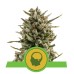 Семена Royal Queen Seeds Sweet ZZ Automatic 5 шт. - цены, описание в интернет-магазине Dutch Seeds