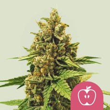 Sweet Seeds Black Muffin F1 Fast Version feminized