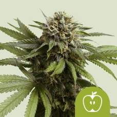 Royal Queen Seeds Apple Fritter Automatic autofeminized