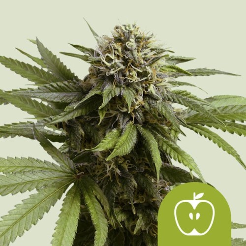 Семена Royal Queen Seeds Apple Fritter Automatic - цены, описание в интернет-магазине Dutch Seeds