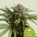 Семена Royal Queen Seeds Apple Fritter Automatic - цены, описание в интернет-магазине Dutch Seeds