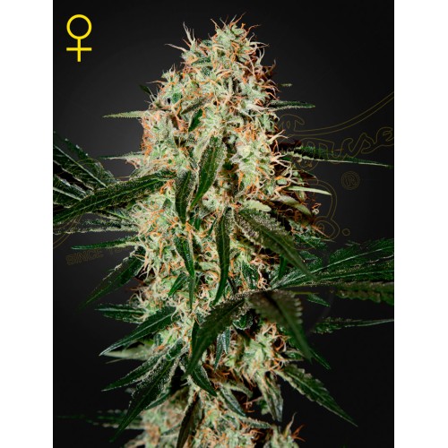 Семена Green House Arjan's Haze #3 feminized - цены, описание в интернет-магазине Dutch Seeds