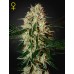 Семена Green House Arjan's Haze #3 feminized - цены, описание в интернет-магазине Dutch Seeds