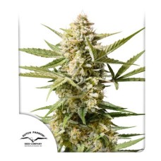 Delicious Seeds Lord Kush Early Version feminized