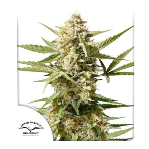 Семена Dutch Passion Auto Cinderella Jack autofem - цены, описание в интернет-магазине Dutch Seeds