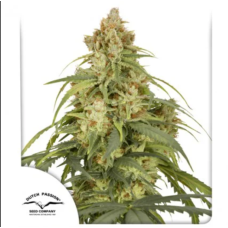 Sweet seeds Sweet Zenzation feminized