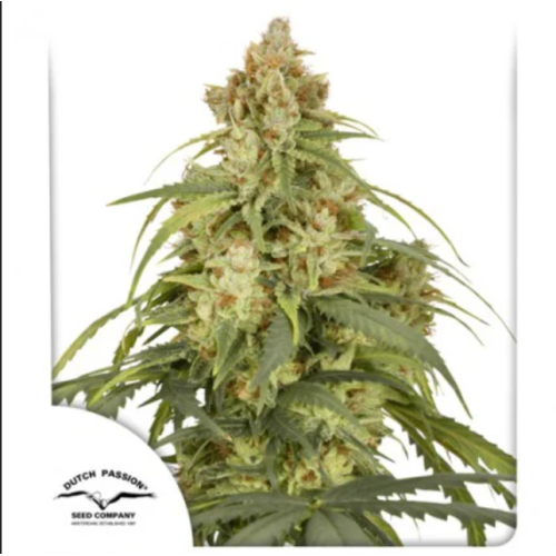 Семена Nirvana Auto Auto Gelato autofeminized - цены, описание в интернет-магазине Dutch Seeds