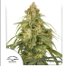 Семена Nirvana Auto GG 48 autofeminized - цены, описание в интернет-магазине Dutch Seeds