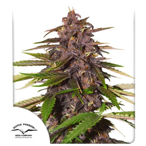 Семена Sweet seeds Red Mimosa XL Auto autofeminized - цены, описание в интернет-магазине Dutch Seeds