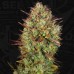 Семена T.H.Seeds AUTO MK-Ultra autofem - цены, описание в интернет-магазине Dutch Seeds