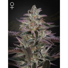 Reserva privada Strawberry Banana feminized