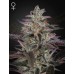 Семена Green House Jack’s Dream feminized - цены, описание в интернет-магазине Dutch Seeds