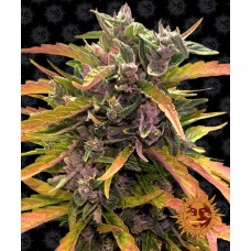 Barneys farm Gorilla Glue Auto autofeminized