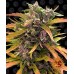 Семена Barneys farm Gorilla Glue Auto autofeminized - цены, описание в интернет-магазине Dutch Seeds