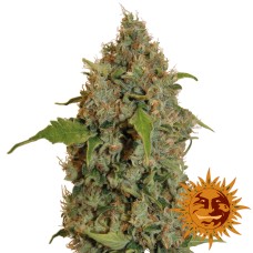 Barneys farm Chronic Thunder feminized