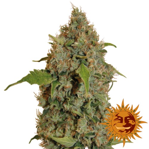 Семена Barneys farm Chronic Thunder feminized - цены, описание в интернет-магазине Dutch Seeds