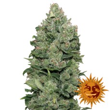 Barneys farm Top Dawg feminized