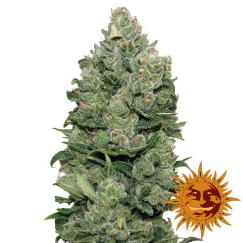 Семена Barneys farm Top Dawg feminized - цены, описание в интернет-магазине Dutch Seeds