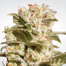 Paradise seeds Belladonna feminized