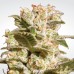 Семена Paradise seeds Belladonna feminized - цены, описание в интернет-магазине Dutch Seeds