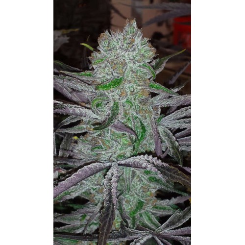 Семена Jinxproof Genetics OG regular - цены, описание в интернет-магазине Dutch Seeds