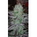 Семена Jinxproof Genetics OG regular - цены, описание в интернет-магазине Dutch Seeds