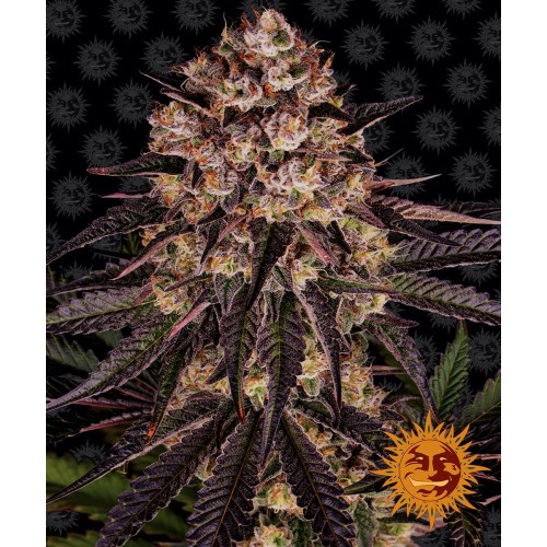 Семена Green House Hawaiian Snow feminized - цены, описание в интернет-магазине Dutch Seeds