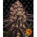 Семена Green House Hawaiian Snow feminized - цены, описание в интернет-магазине Dutch Seeds