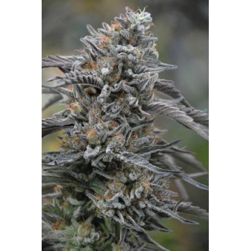 Семена Humboldt seeds Black D.O.G. feminized - цены, описание в интернет-магазине Dutch Seeds