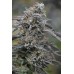 Семена Humboldt seeds Black D.O.G. feminized - цены, описание в интернет-магазине Dutch Seeds