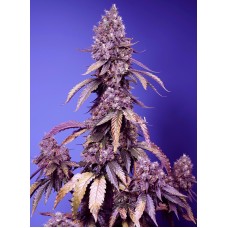 Sweet seeds Papaya Zoap Auto autofeminized