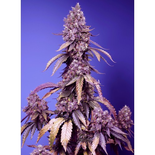 Семена Sweet seeds Papaya Zoap Auto autofeminized - цены, описание в интернет-магазине Dutch Seeds