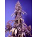 Семена Sweet seeds Papaya Zoap F1 Fast Version feminized - цены, описание в интернет-магазине Dutch Seeds