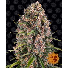 Seedsman Jack Herer Feminized