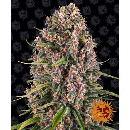 Семена Seedsman Jack Herer Feminized - цены, описание в интернет-магазине Dutch Seeds