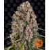 Семена Seedsman Jack Herer Feminized - цены, описание в интернет-магазине Dutch Seeds