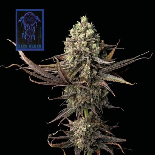 Семена Dutch Bulk Shishkaberry feminized 5 шт. - цены, описание в интернет-магазине Dutch Seeds