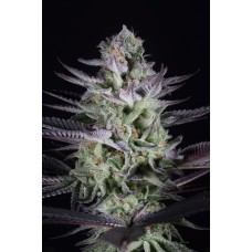 Dinafem Blueberry Cookies feminized