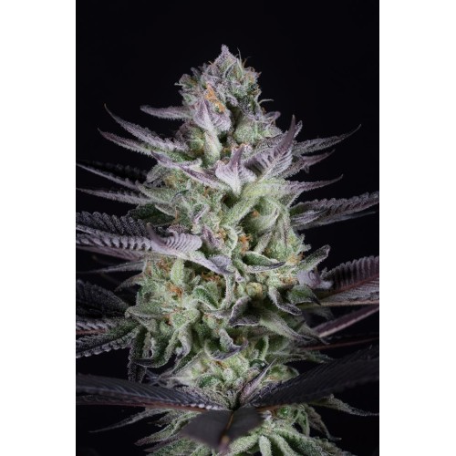 Семена Dinafem Blueberry Cookies feminized - цены, описание в интернет-магазине Dutch Seeds