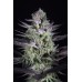 Семена Dinafem Blueberry Cookies feminized - цены, описание в интернет-магазине Dutch Seeds