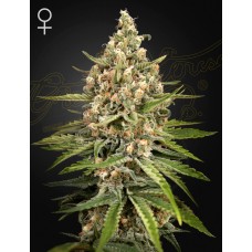 Green House Bubba Slush feminized