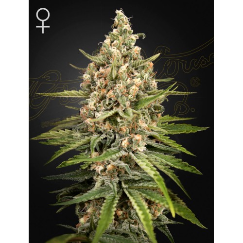 Семена Green House Bubba Slush feminized - цены, описание в интернет-магазине Dutch Seeds