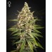 Семена Green House Bubba Slush feminized - цены, описание в интернет-магазине Dutch Seeds