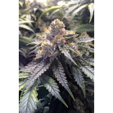 Humboldt seeds Bubbas Gift feminized